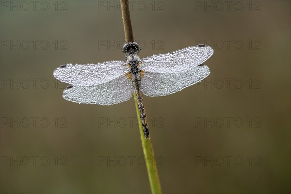 Black Darter (Sympetrum danae), Emsland, Lower Saxony, Germany, Europe