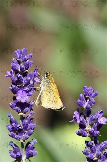 Large skipper (Ochlodes venatus), collecting nectar from a flower of Common lavender (Lavandula angustifolia), close-up, macro photograph, Wilnsdorf, North Rhine-Westphalia, Germany, Europe