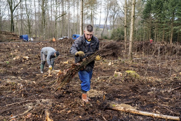 Reforestation in the Arnsberg forest near Rüthen-Nettelstädt, district of Soest, forestry workers distribute young oak trees, 2 years old, to previously drilled holes to plant them, on the site of a spruce forest that had died due to heavy bark beetle infestation and was felled, North Rhine-Westphalia, Germany, Europe