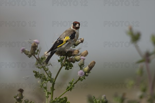 European goldfinch (Carduelis carduelis) adult bird on a Creeping thistle seedhead in the summer, England, United Kingdom, Europe