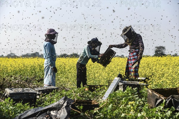 Bee keepers working in a bee farm near a musturd field in a village in Barpeta district of Assam in India on Wednesday 22 December 2021. The beekeeping business is one of the most profitable businesses in India. India has more than 3.5 million bee colonies. Indian apiculture market size is expected to reach a value of Rs 33, 128 million by 2024