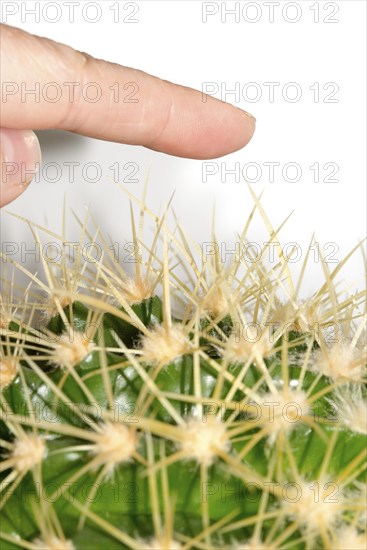 A human finger approaches the long, pointed spines of a green cactus, hedgehog cactus, hedgehog cactus (Echinocereus), columnar cactus, columnar cactus, white background, symbolic image for danger, risk, pain, injury, caution, warning, threat, risky, prohibition, warning, attention, daring, courage, vigilance, insurance, Germany, Europe