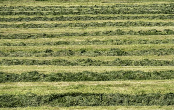 Hay harvest, in a meadow near Duisburg-Baerl, a tractor with a roundabout tedder, a hay tedder, has piled up the cut grass in strips so that it can be picked up later and utilised further, North Rhine-Westphalia, Germany, Europe