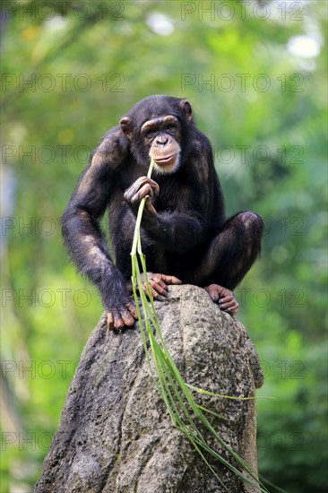 Chimpanzee (Pan troglodytes troglodytes), adult female, used, tool, eating termite mounds