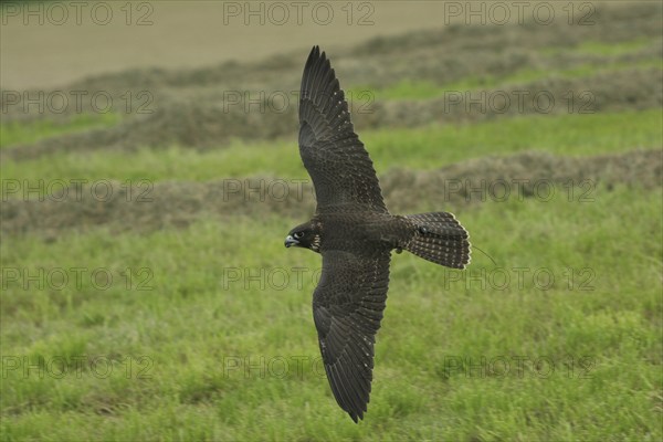 Gerfalcon Peregrine Falcon (Falco rusticolus, Falco peregrinus) young hybrid mating bird in training flight, Allgäu, Bavaria, Germany, Allgäu, Bavaria, Germany, Europe