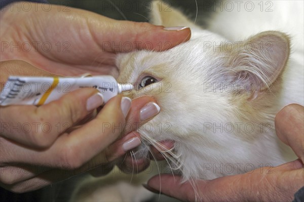 Castration of a tomcat, eye ointment in front of the operation, vet