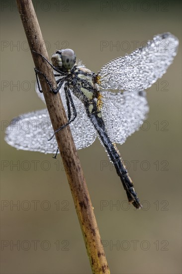 Black Darter (Sympetrum danae), Emsland, Lower Saxony, Germany, Europe