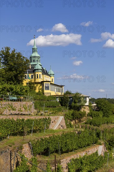 Weingut am Goldenen Wagen. The Spitzhaus is a former summer residence in the Saxon town of Radebeul. The building, which can be seen from afar, is located on the edge of the slope of the Elbe valley basin above Hoflößnitz in the Oberlößnitz district. Even after its renovation and reopening in 1997, the heritage-protected (1) landmark of Radebeul at Spitzhausstraße 36 still serves as an excursion restaurant with a sweeping view over the Elbe valley and as far as Dresden, vineyards in Radebeul, Radebeul, Saxony, Germany, Europe