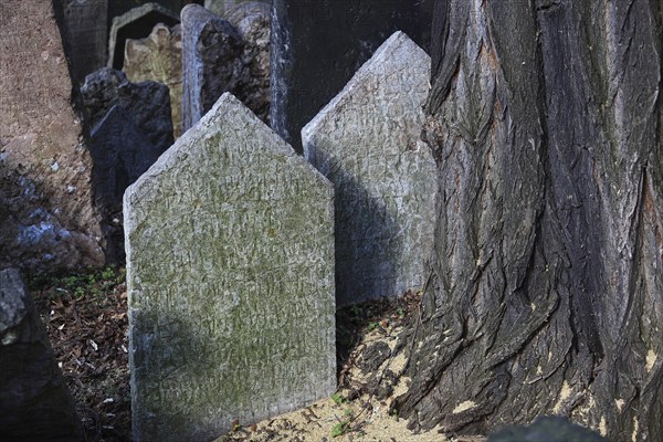 The Old Jewish Cemetery in the Josefov district is one of the most historically significant Jewish cemeteries in Europe. It contains over 12, 000 gravestones and presumably the remains of 100, 000 people, Prague, Czech Republic, Europe