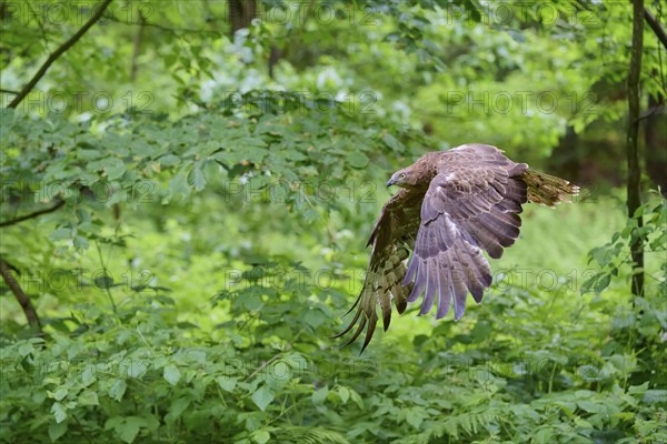 European honey buzzard (Pernis apivorus) in flight, Bavaria, Germany, Europe