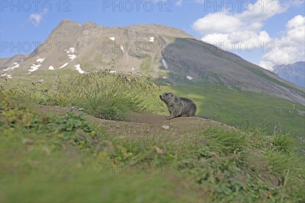 Marmot (Marmota), Grossglockner High Alpine Road, Salzburger Land, Austria, Europe