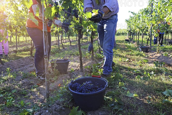 Grape grape harvest: Hand-picking Pinot Noir grapes in the Palatinate