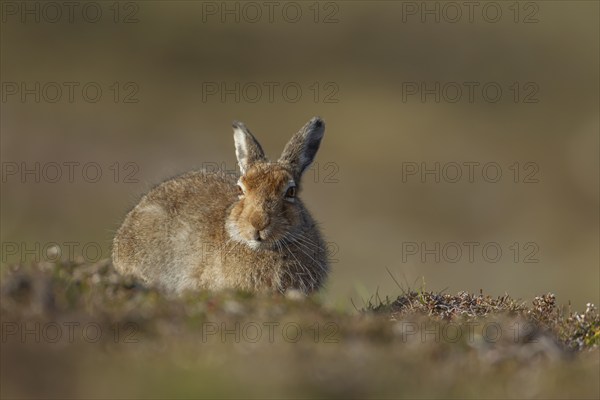 Mountain hare (Lepus timidus) adult animal resting on a mountain ridge, Scotland, United Kingdom, Europe