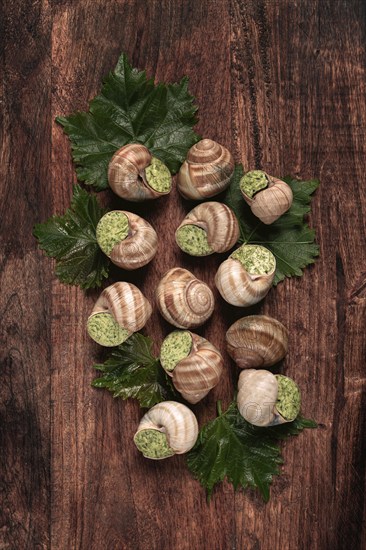 Snails stuffed in Burgundy, top view, with grape leaves, French cuisine, no people