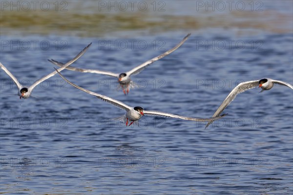 Four common terns (Sterna hirundo) in breeding plumage in flight, fishing in lake in summer