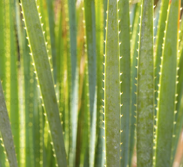 Smooth sotol or Desert Candle (Dasylirion leiophyllum), close-up of leaves with sharp edges and thorns, structure glistening in sunlight, prickly, spines, symbolic image of danger, risk, pain, injury, caution, warning, threat, risky, prohibition, warning, attention, daring, courage, vigilance, Majorca, Spain, Europe