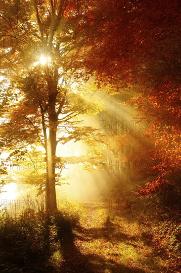 Forest path through beech forest in full autumn colour in autumn, sun shining through morning fog, Harz, Wernigerode, Saxony-Anhalt, Germany, Europe