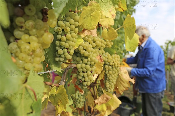 Grape grape harvest: Hand-picking of Chardonnay grapes in the Palatinate (Norbert Groß winery, Meckenheim)