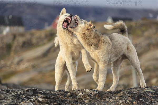 Greenland dogs, two huskies fighting, fight, Tasiilaq, East Greenland, Greenland, North America