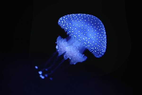 Bioluminescent Jellyfish Phyllorhiza punctata white-spotted jellyfish aka floating bell, Australian spotted jellyfish luminescent underwater