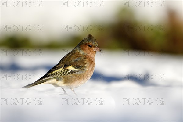 Chaffinch (Fringilla coelebs), male, in the snow, winter feeding, Oberhausen, Ruhr area, North Rhine-Westphalia, Germany, Europe