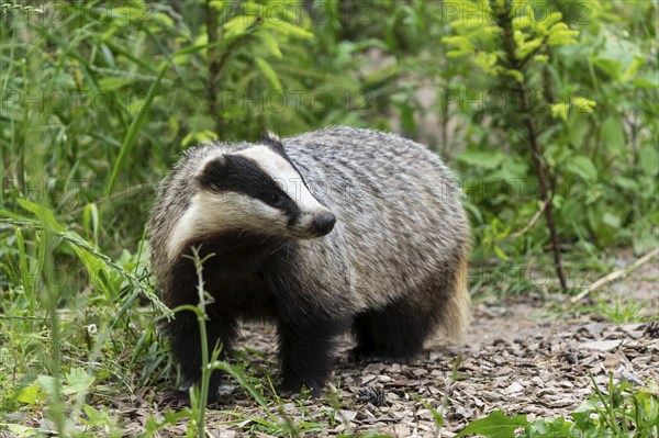 A badger runs through a green and densely overgrown forest landscape with meadow and leaves, european badger (Meles meles), Germany, Europe