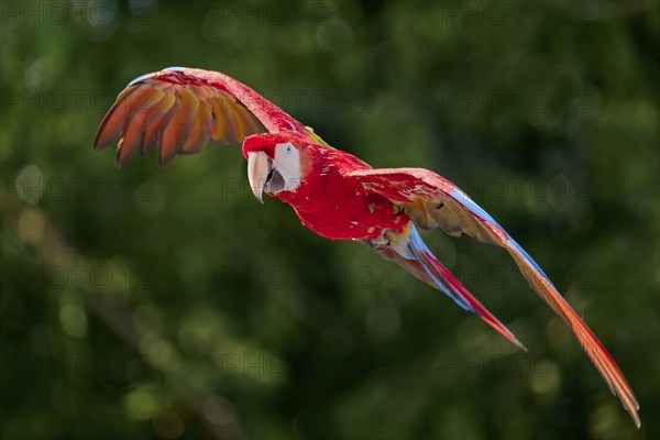 Scarlet Macaw (Ara macao) in flight, captive, Lower Saxony, Germany, Europe