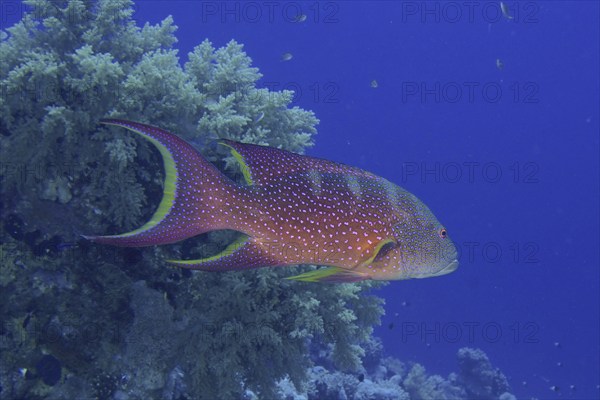 Yellow-edged lyretail (Variola louti), dive site Gordon Reef, Strait of Tiran, Sinai, Egypt, Red Sea, Africa