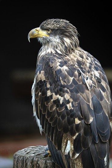 Young bird of an eagle sits on a wooden stump and looks sideways, Germany, Europe