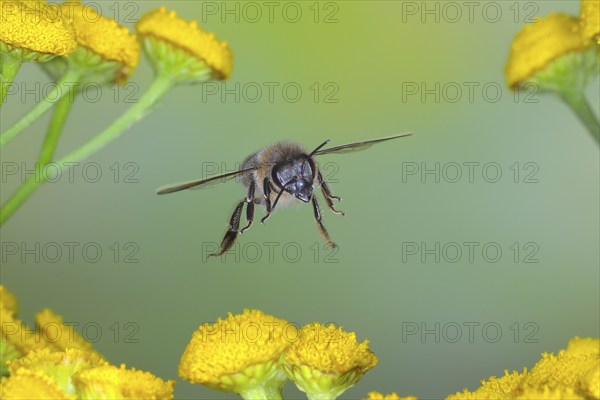 European honey bee (Apis mellifera) bee in flight, over flowers of tansy (Tanacetum vulgare), highspeed nature photo, flight photo, wildlife, insects, Siegerland, North Rhine-Westphalia, Germany, Europe