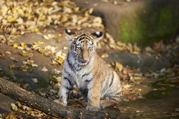 Siberian tiger or Amur tiger (Panthera tigris altaica) youngster in autumn, captive