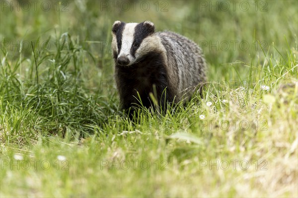 Badger sitting attentively in dense grass, european badger (Meles meles), Germany, Europe