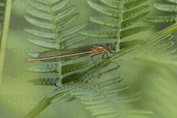 Emerald damselfly (Lestes sponsa) adult female insect resting on a Bracken leaf, Suffolk, England, United Kingdom, Europe