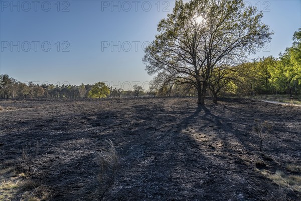 Consequences of a forest fire in the German-Dutch border region near Niederkrüchten-Elmpt, in the nature reserve De Meinweg, Netherlands