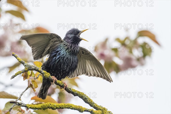 A common starling (Sturnus vulgaris) on a branch spreading its wings, courtship, courtship behaviour, Hesse, Germany, Europe