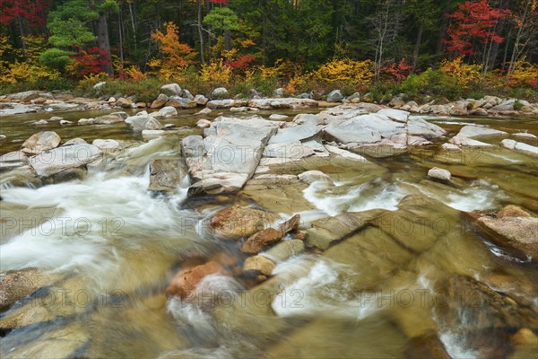 A river flows through a landscape with colourful autumn trees and stones on the banks, the leaves glow in intense colours, autumn, White Mountain, New Hampshire, New England, USA, North America