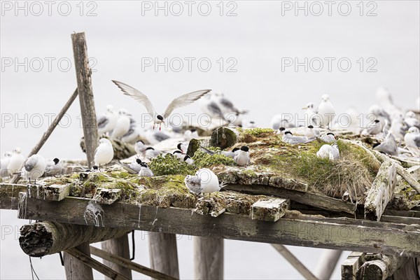 Arctic tern (Sterna paradisaea) in flight over small colony on artificial nesting raft, with kittiwake (Rissa tridactyla) in between, Varanger, Finnmark, Norway, Europe