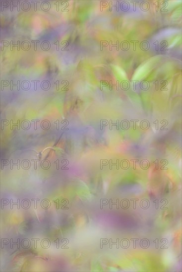 Colourful autumn leaves, wild cherry (Prunus avium), impressionistic, Moselle, Rhineland-Palatinate, Germany, Europe