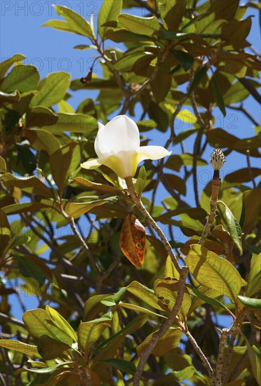 A white flower with green leaves in front of a clear blue sky, rubber tree, Indian rubber tree (Ficus elastica), Cádiz, Cadiz, Andalusia, Spain, Europe