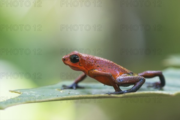 Strawberry frog (Oophaga pumilio), Tortuguera National Park, Costa Rica, Central America