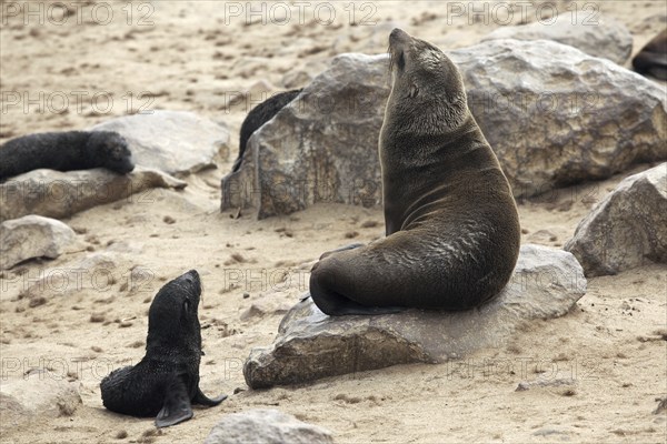 Brown fur seals (Arctocephalus pusillus) female and pups in seal colony near Atlantic Ocean at the Cape Cross Seal Reserve, Namibia, South Africa, Africa