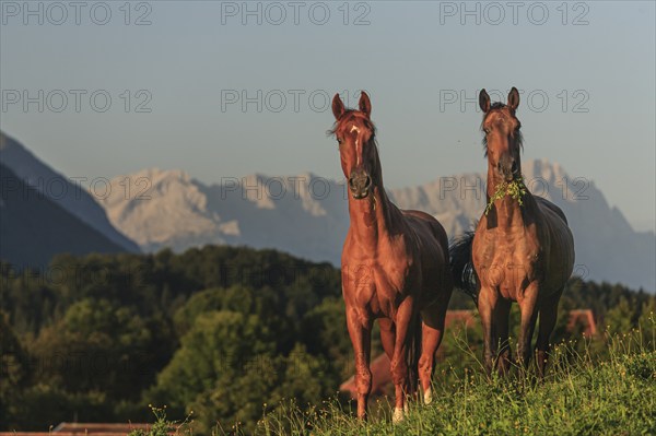 Horses standing in a meadow, frontal, warmbloods, morning light, summer, behind them Zugspitze, Schwaiganger stud farm, Bavaria, Germany, Europe