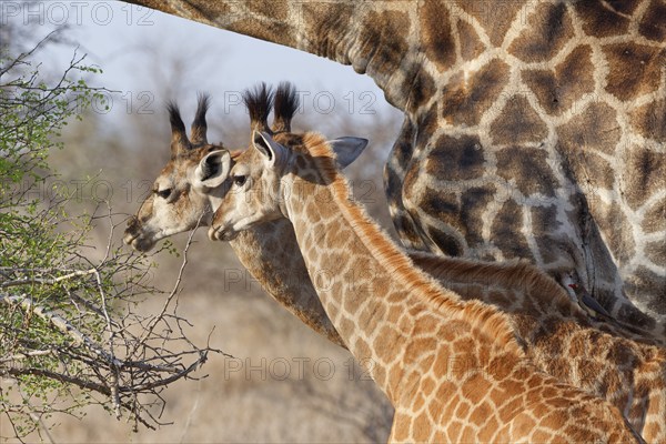 South African giraffes (Giraffa camelopardalis giraffa), adult and two young animals, young feeding on leaves with red-billed oxpecker (Buphagus erythrorynchus) on its back, Kruger National Park, South Africa, Africa