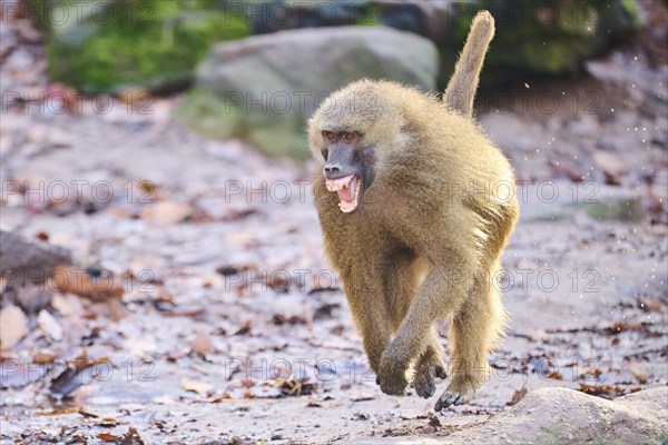 Guinea baboon (Papio papio) running on the ground, Bavaria, Germany Europe