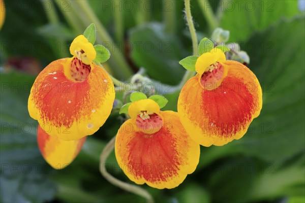 Slipper flower (Calceolaria Hybride), flowering, Elllerstadt, Germany, Europe