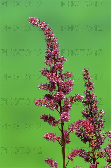 Astilbe, flowering, blossom, Elllerstadt, Germany, Europe