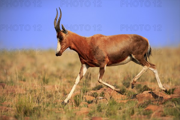 Bontebok (Damaliscus pygargus), adult, running, foraging, Mountain Zebra National Park, South Africa, Africa