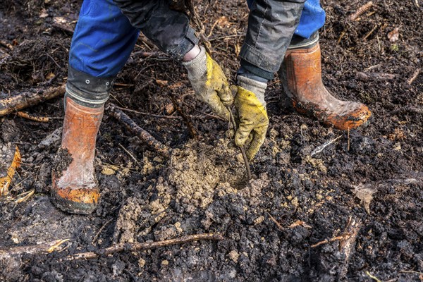 Reforestation in the Arnsberg Forest near Rüthen-Nettelstädt, Soest district, forestry workers plant young oak trees, 2 years old, in previously drilled holes, on the site of a spruce forest that had died and been felled due to heavy bark beetle infestation, North Rhine-Westphalia, Germany, Europe