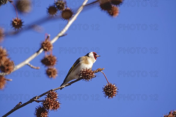 European goldfinch (Carduelis carduelis) in an amber tree, winter, Saxony, Germany, Europe