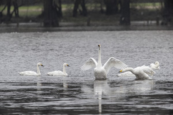 Tundra swans (Cygnus bewickii), fighting, Emsland, Lower Saxony, Germany, Europe